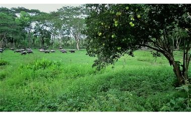 VENDO FK GANADERA 1300 HAS POR BARRANCABERMEJA