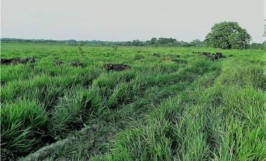 VENDO FK GANADERA 1300 HAS POR BARRANCABERMEJA