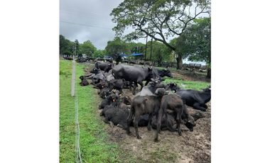 VENDO FK GANADERA 1300 HAS POR BARRANCABERMEJA