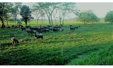 VENDO FK GANADERA 1300 HAS POR BARRANCABERMEJA