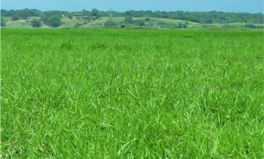 VENDO FK GANADERA 1300 HAS POR BARRANCABERMEJA