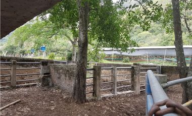 VENDO FINCA GANADERA 974 HECTAREAS GUALANDAY, TOLIMA