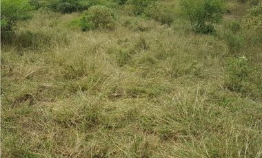 VENDO FINCA GANADERA 974 HECTAREAS GUALANDAY, TOLIMA