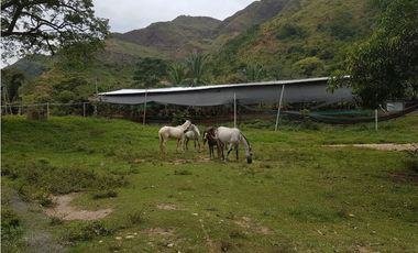 VENDO FINCA GANADERA 974 HECTAREAS GUALANDAY, TOLIMA