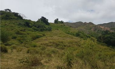 VENDO FINCA GANADERA 974 HECTAREAS GUALANDAY, TOLIMA
