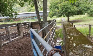 VENDO FINCA GANADERA 974 HECTAREAS GUALANDAY, TOLIMA
