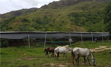 VENDO FINCA GANADERA 974 HECTAREAS GUALANDAY, TOLIMA