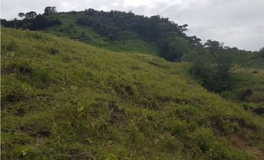 VENDO FINCA GANADERA 974 HECTAREAS GUALANDAY, TOLIMA