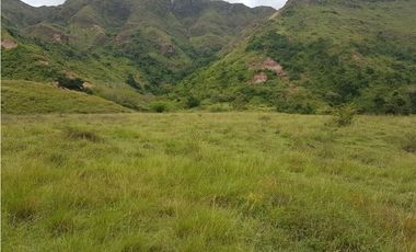 VENDO FINCA GANADERA 974 HECTAREAS GUALANDAY, TOLIMA