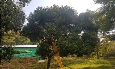 VENDO FINCA GANADERA 974 HECTAREAS GUALANDAY, TOLIMA