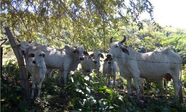 VENDO FINCA GANADERA 974 HECTAREAS GUALANDAY, TOLIMA