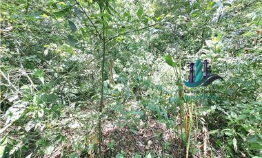 VENDO 2.5 HECTAREAS TIERRA NEGRA PLANA SAN.CARLOS.DAVID