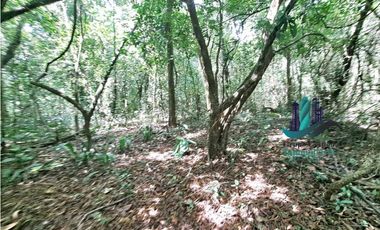 VENDO 2.5 HECTAREAS TIERRA NEGRA PLANA SAN.CARLOS.DAVID