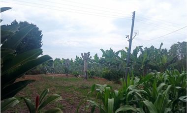 SE VENDE CASA CAMPESTRE CERCA  A QUIMBAYA AREA 3200 M2