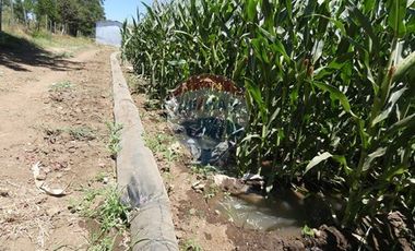 Venta, Terreno Agrícola, 125.000 mts2, Pelarco