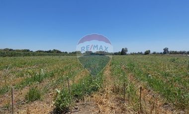 Venta, Terreno Agrícola, 125.000 mts2, Pelarco