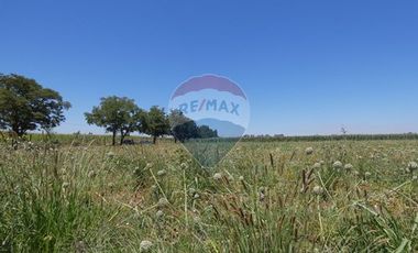 Venta, Terreno Agrícola, 125.000 mts2, Pelarco