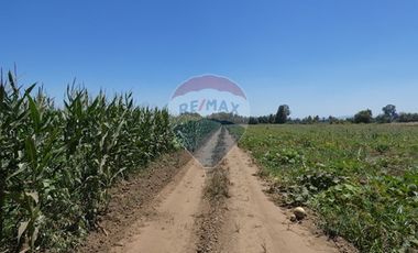 Venta, Terreno Agrícola, 125.000 mts2, Pelarco