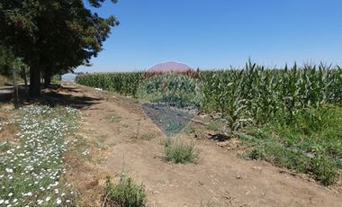 Venta, Terreno Agrícola, 125.000 mts2, Pelarco