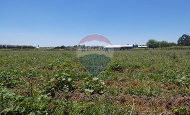 Venta, Terreno Agrícola, 125.000 mts2, Pelarco