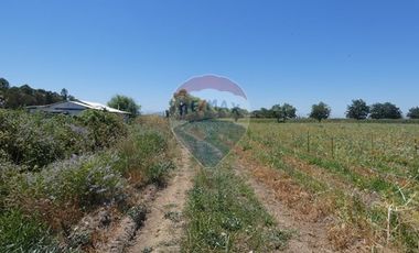Venta, Terreno Agrícola, 125.000 mts2, Pelarco