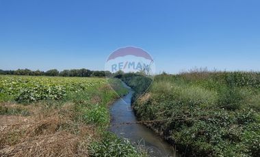 Venta, Terreno Agrícola, 125.000 mts2, Pelarco