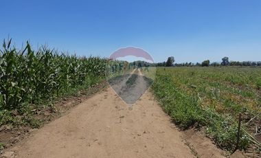 Venta, Terreno Agrícola, 125.000 mts2, Pelarco