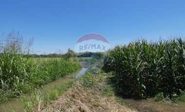 Venta, Terreno Agrícola, 125.000 mts2, Pelarco