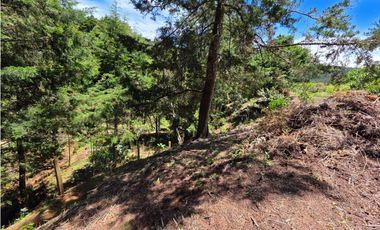 Lotes en guarne Antioquía vereda Yolombal