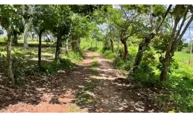 FINCA EN PANAM OESTE CHORRERA 33 HECTREAS DE EXTENSIÓN