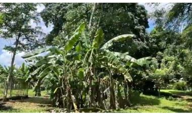 FINCA EN PANAM OESTE CHORRERA 33 HECTREAS DE EXTENSIÓN