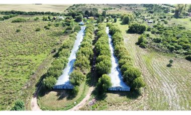 Vendo Granja Avicola en Concepción Del Uruguay, Entre Ríos.