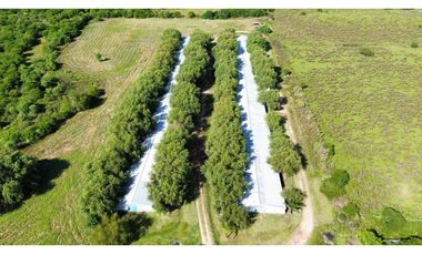 Vendo Granja Avicola en Concepción Del Uruguay, Entre Ríos.