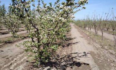 Finca con producción y galpón
