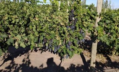 Finca con producción y galpón