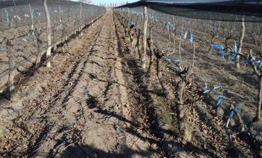 Finca con producción y galpón
