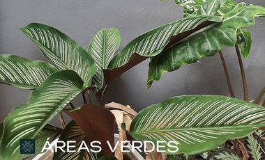 DEPARTAMENTO EN VENTA EN CONKAL DE 2 HABITACIONES, MERIDA