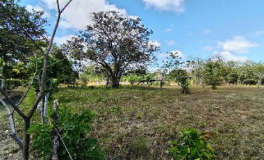 PENONOME / TERRENO COMERCIAL / 13473M2 / SOBRE VIA INTERAMERICANA