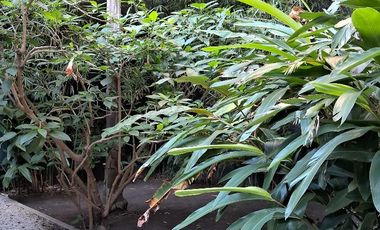 Amueblado - Apto Profesional con Balcón - Parilla y Solarium