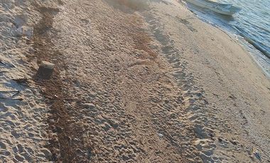 RENTA DE TERRENO EN ESQUINA , FRENTE AL MAR DE CHICXULUB PUERTO, PROGRESO