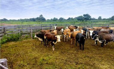 CAMPO EN VENTA EN CHACO 1250 HECTAREAS MIXTO FINANCIACION