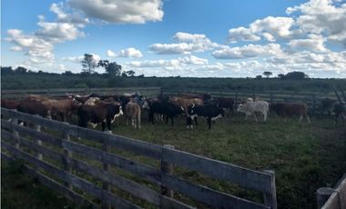 CAMPO EN VENTA EN CHACO 1250 HECTAREAS MIXTO FINANCIACION