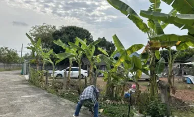 Land for sale in San Sai, Chiang Rai