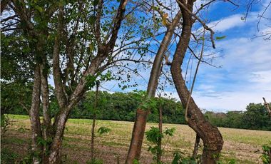 VENDO 38 HECTAREAS EN SAN.JUAN