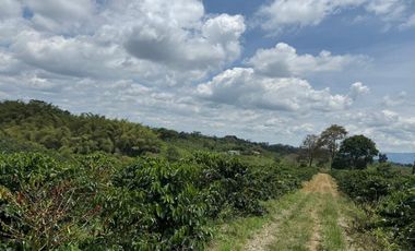 Se Vende Finca Cafetera Entre Alcala y Quimbaya 9010083