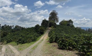Se Vende Finca Cafetera Entre Alcala y Quimbaya 9010083