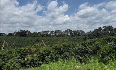 Se Vende Finca Cafetera Entre Alcala y Quimbaya 9010083