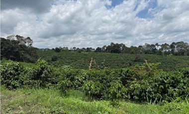 Se Vende Finca Cafetera Entre Alcala y Quimbaya 9010083