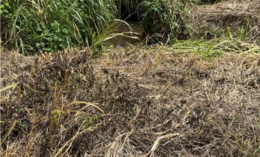 Se Vende Finca Cafetera Entre Alcala y Quimbaya 9010083