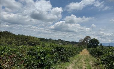 Se Vende Finca Cafetera Entre Alcala y Quimbaya 9010083